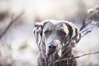 female Chesapeake Bay Retriever