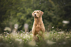 Chesapeake Bay Retriever
