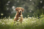Chesapeake Bay Retriever