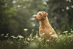Chesapeake Bay Retriever