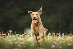 Chesapeake Bay Retriever