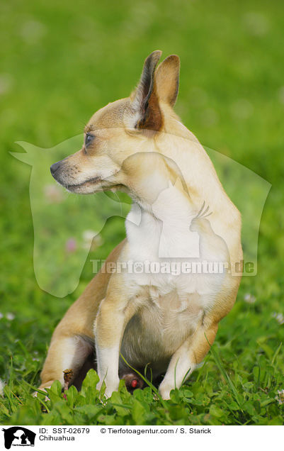 Chihuahua / SST-02679