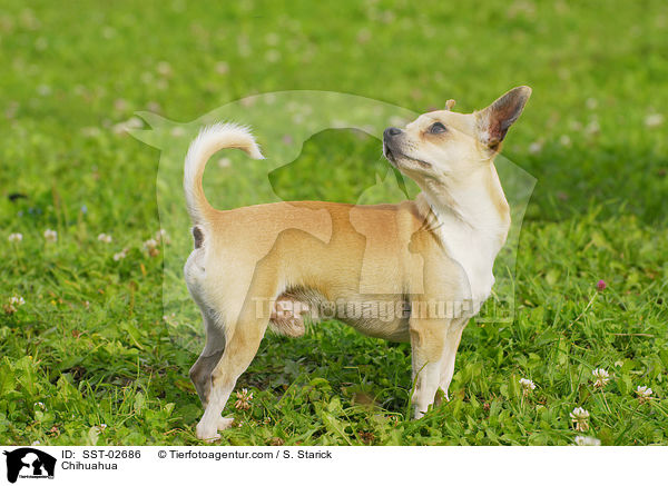 Chihuahua / SST-02686