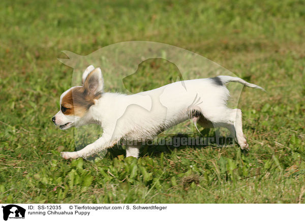 rennender Chihuahua Welpe / running Chihuahua Puppy / SS-12035