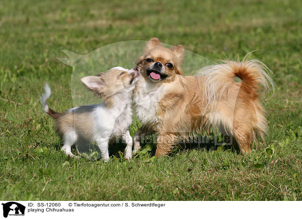 playing Chihuahuas / SS-12060
