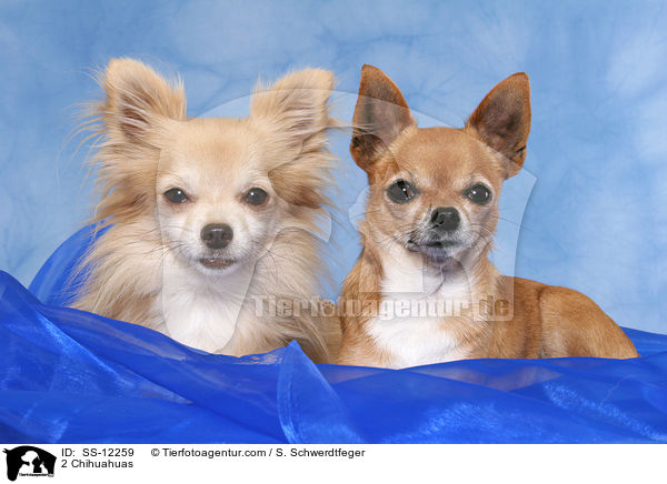 2 Chihuahuas / 2 Chihuahuas / SS-12259