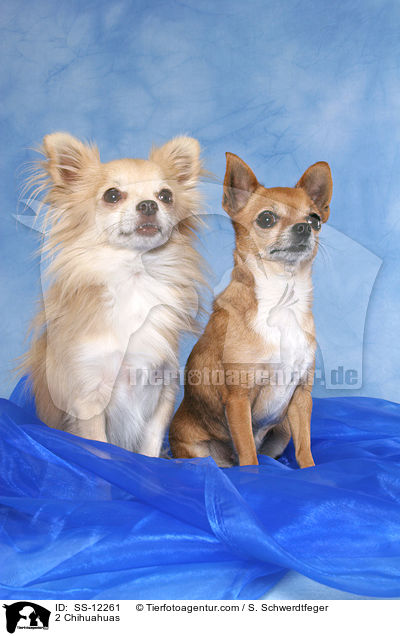 2 Chihuahuas / SS-12261
