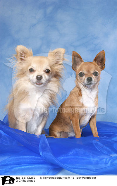 2 Chihuahuas / SS-12262