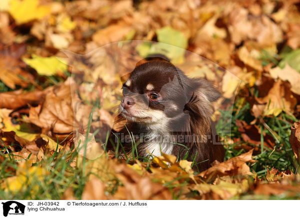 lying Chihuahua / JH-03942