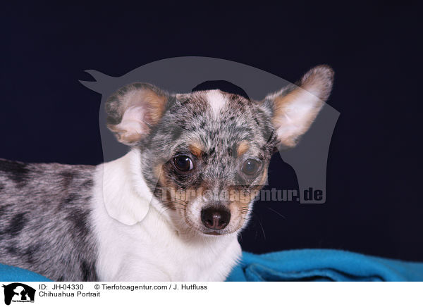 Chihuahua Portrait / JH-04330