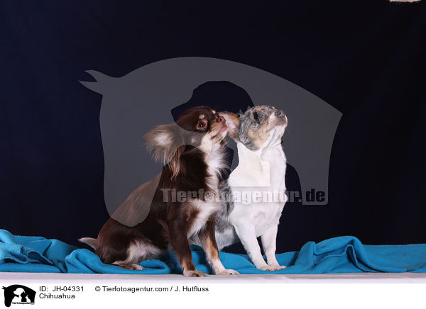 Chihuahua / JH-04331