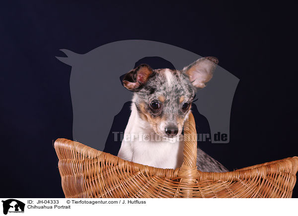 Chihuahua Portrait / JH-04333