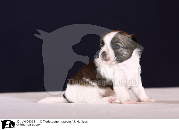 chihuahua puppy / JH-04338