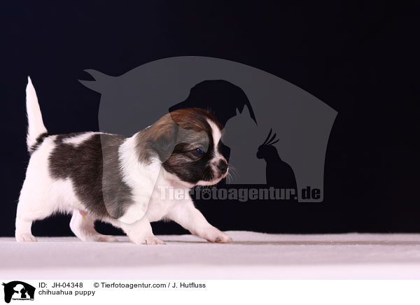 chihuahua puppy / JH-04348