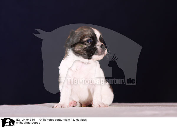 chihuahua puppy / JH-04349