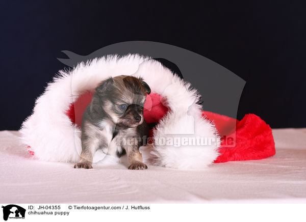 Chihuahua Welpe / chihuahua puppy / JH-04355