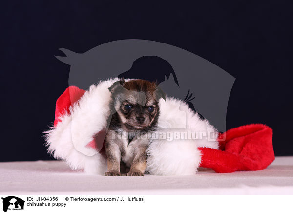 Chihuahua Welpe / chihuahua puppy / JH-04356
