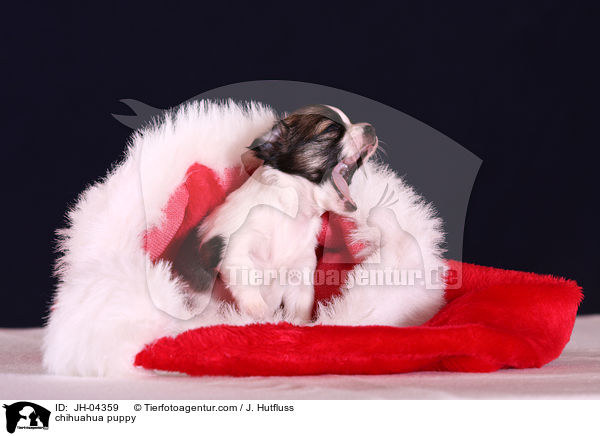 chihuahua puppy / JH-04359