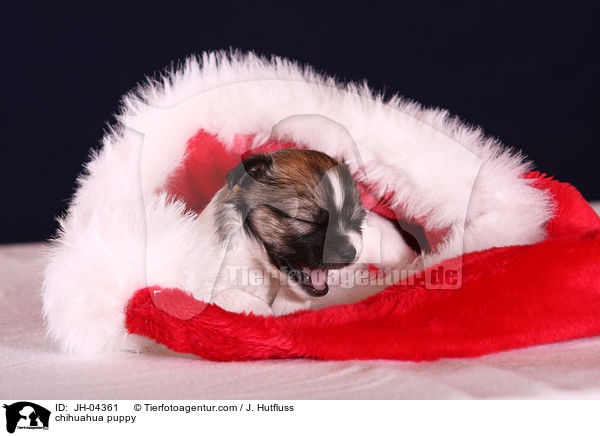 Chihuahua Welpe / chihuahua puppy / JH-04361
