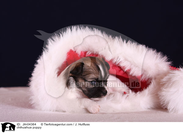 Chihuahua Welpe / chihuahua puppy / JH-04364