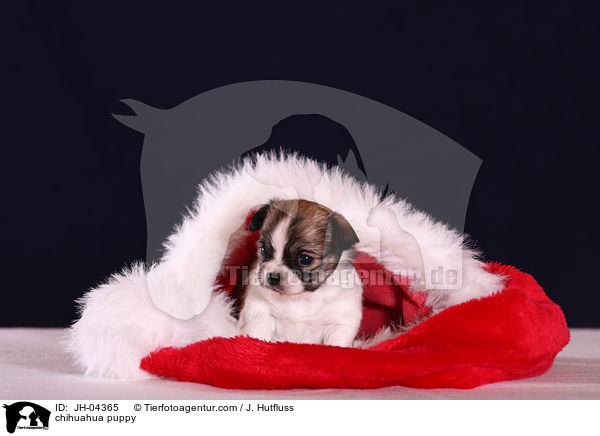 Chihuahua Welpe / chihuahua puppy / JH-04365