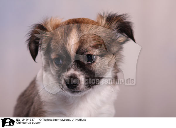 Chihuahua puppy / JH-04637