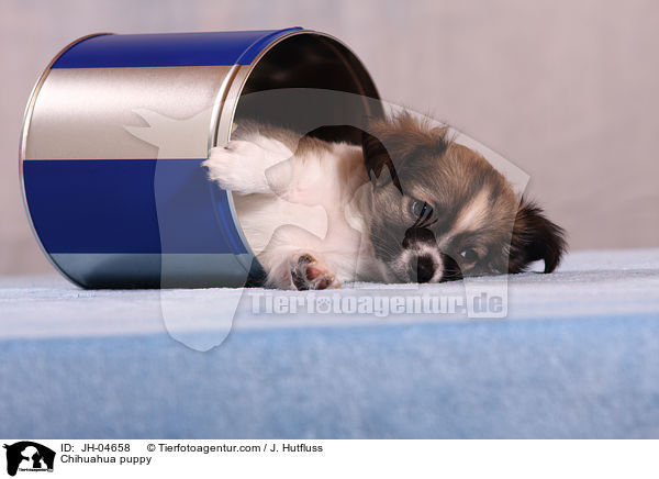 Chihuahua Welpe / Chihuahua puppy / JH-04658