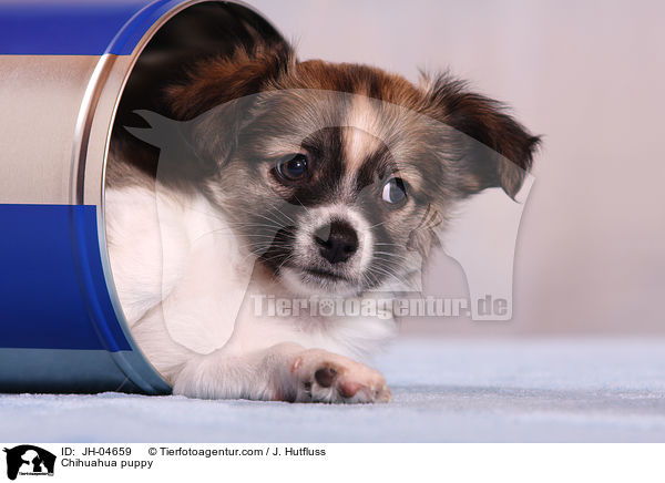 Chihuahua Welpe / Chihuahua puppy / JH-04659