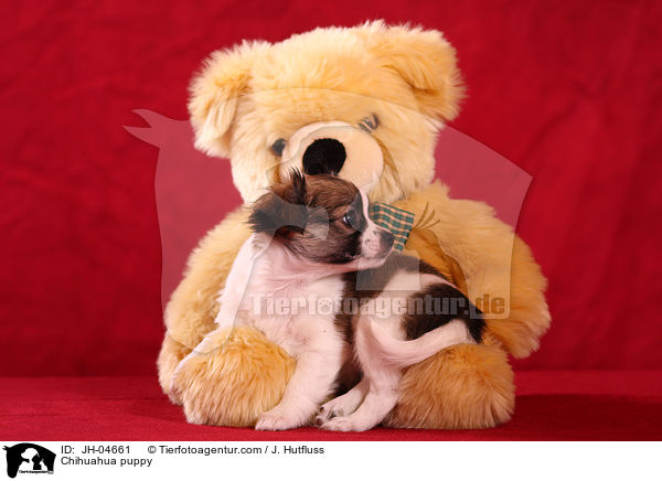 Chihuahua Welpe / Chihuahua puppy / JH-04661