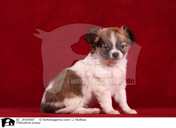 Chihuahua puppy / JH-04667