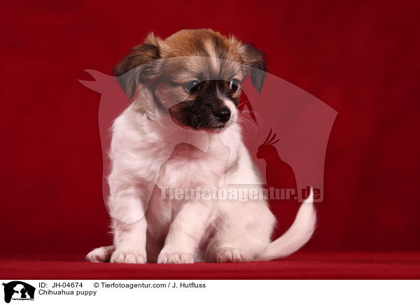 Chihuahua puppy / JH-04674