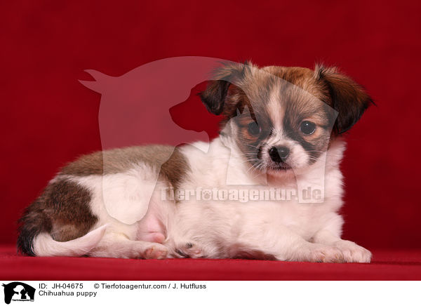 Chihuahua puppy / JH-04675