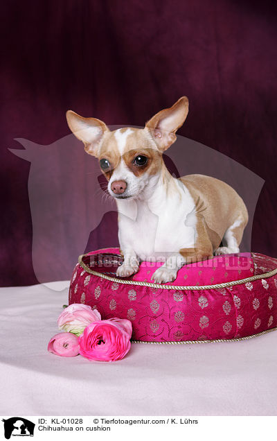 Chihuahua auf Kissen / Chihuahua on cushion / KL-01028