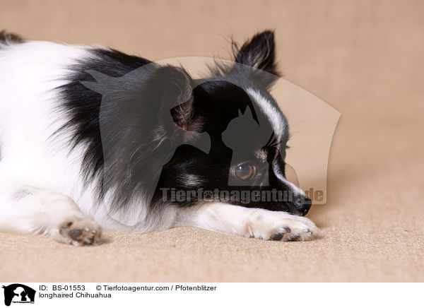 longhaired Chihuahua / BS-01553