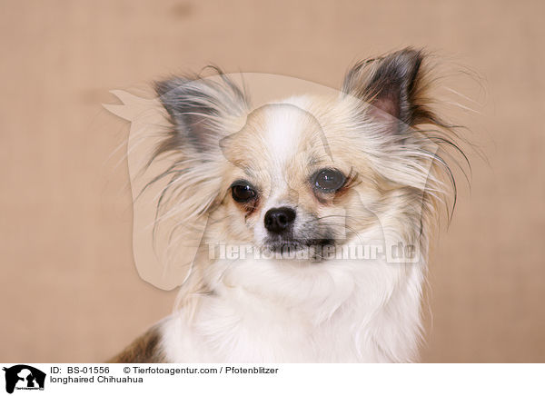 longhaired Chihuahua / BS-01556