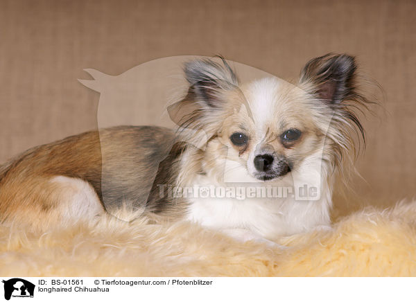 longhaired Chihuahua / BS-01561