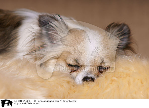 longhaired Chihuahua / BS-01563