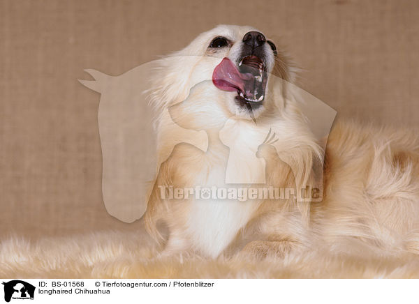 langhaariger Chihuahua / longhaired Chihuahua / BS-01568
