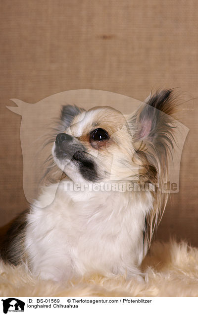 langhaariger Chihuahua / longhaired Chihuahua / BS-01569