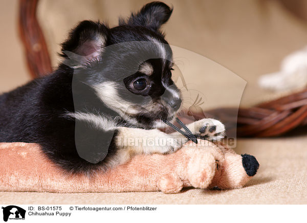 Chihuahua Welpe / Chihuahua Puppy / BS-01575
