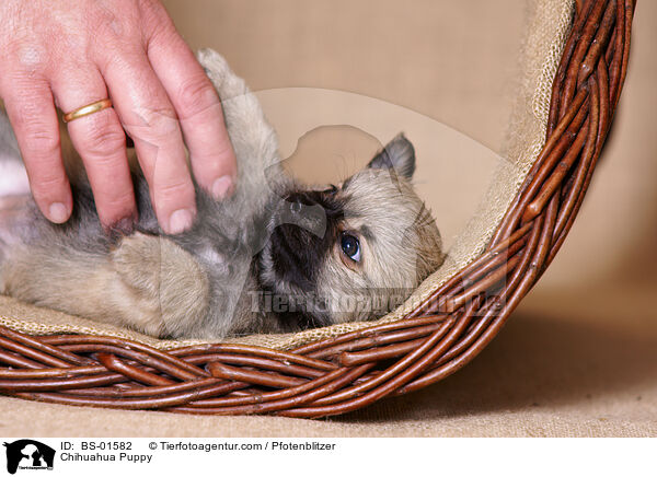 Chihuahua Welpe / Chihuahua Puppy / BS-01582