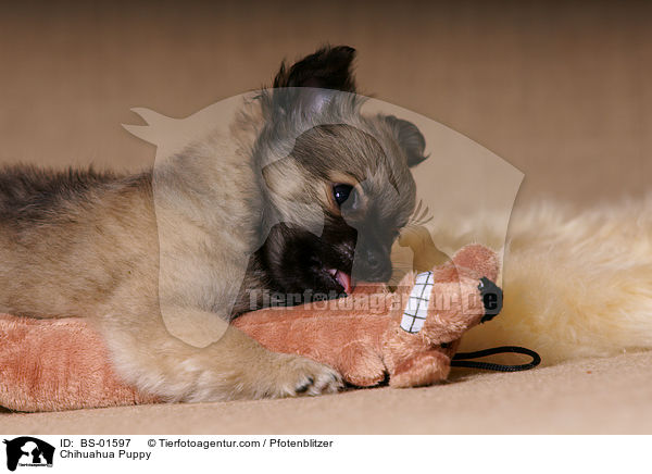 Chihuahua Welpe / Chihuahua Puppy / BS-01597