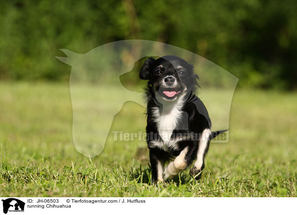 rennender Chihuahua / running Chihuahua / JH-06503