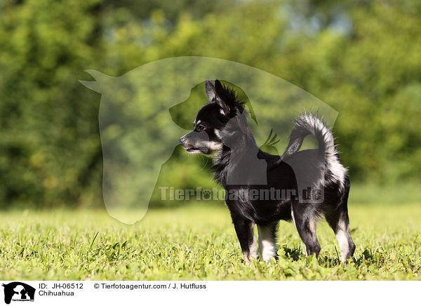 Chihuahua / Chihuahua / JH-06512