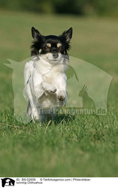 running Chihuahua / BS-02658
