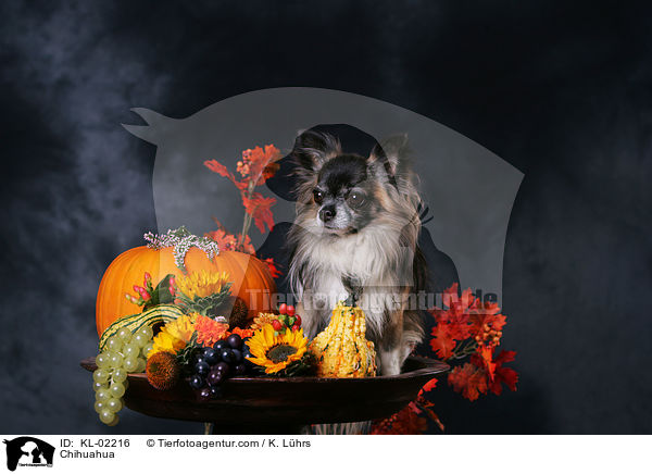 Chihuahua / Chihuahua / KL-02216