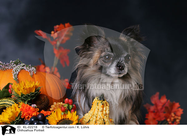 Chihuahua Portrait / Chihuahua Portrait / KL-02218