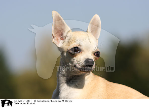 Chihuahua Portrait / Chihuahua Portrait / MB-01005