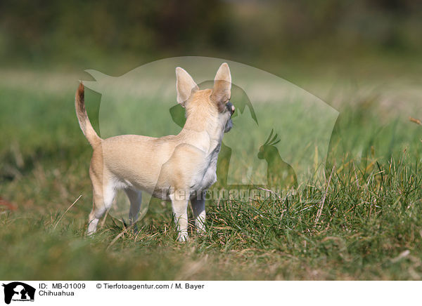 Chihuahua / Chihuahua / MB-01009