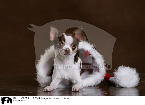 Chihuahua / Chihuahua / KL-02254